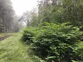 Download Lagu Staatsbosbeheer zet Roots Reset in om Japanse duizendknoop te bestrijden