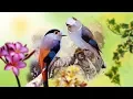 Download Lagu 5 Burung MADI DADA PERAK Berkicau Di Alam + Suara Anis Merah