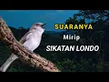 Download Lagu Pencarian Burung Kancilan Bakau | Film Dokumenter