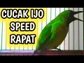 Download Lagu Cucak Ijo SPEED RAPAT Cocok Untuk Masteran