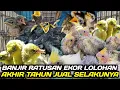 Lagu UPDATE HARGA MURAI LOLOHAN, KACER LOLOHAN, PAOK LOLOHAN, FALK ANAKAN, DLL DIKIOS PASAR PRAMUKA