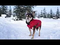 Abandoned Dog Who Only Knew Hardship Finally Gets the Chance to Live Safely