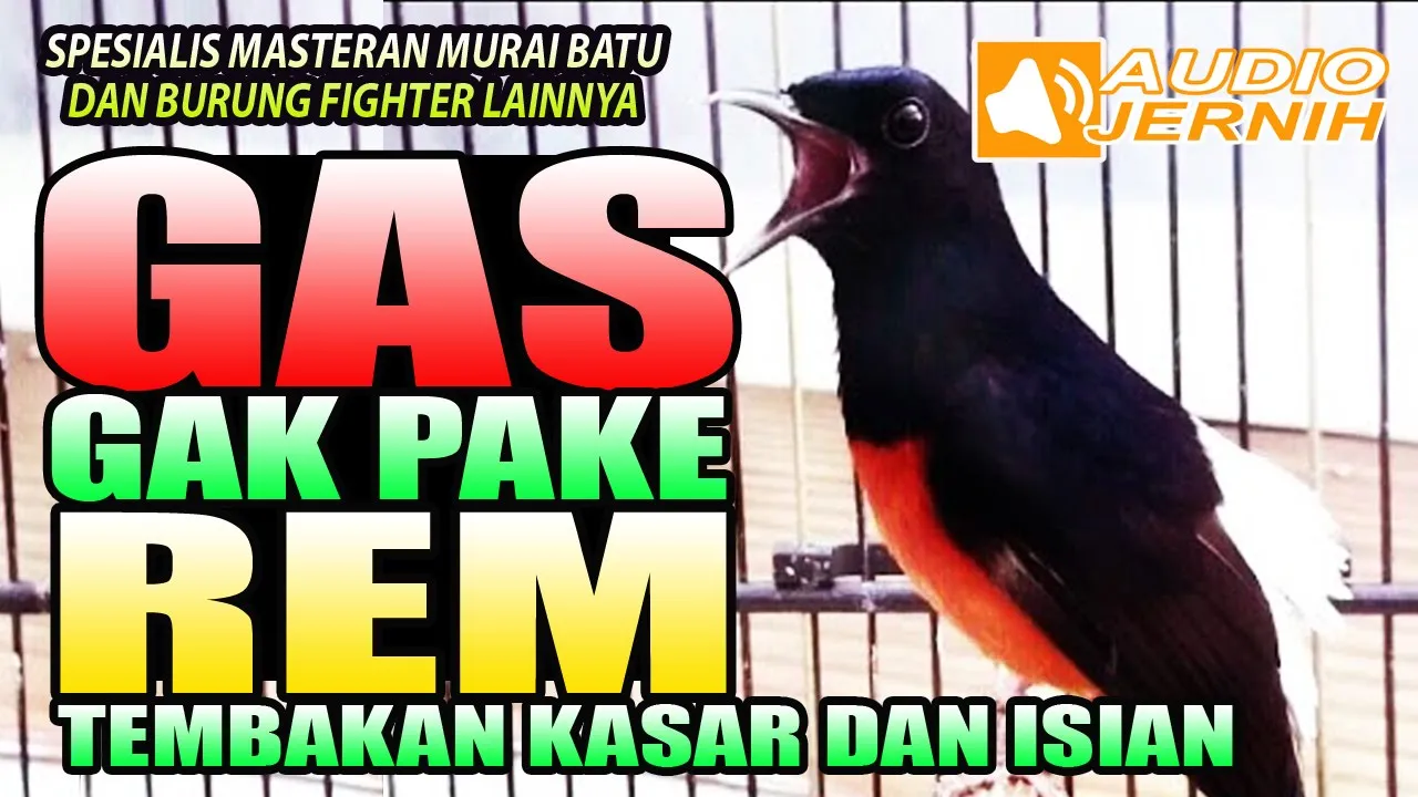 Suara Kicau Burung Murai Batu JUARA DURASI PANJANG.mp4. 