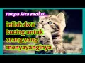 Download Lagu tanpa kita sadari inilah do'a kucing untuk orang yang menyayanginya ~ 18 Agustus 2022