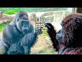 Lagu Gorillas vs Fake Gorilla – Funniest Reactions Ever  😂