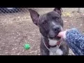 Adopt HENNESSEY Humane Society Tinton Falls NJ