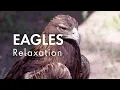 Eagles Relaxation for STRESS RELIEF