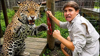 My NEW JAGUAR Tried to ATTACK ME !