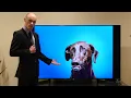 ASMR Reviewing Stock Photos of Dogs