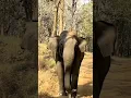 Download Lagu wildlife animal view #elephant #elephants #hati #shorts #animals #trending #wildlife #short #nature
