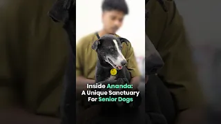 Inside Ananda: A Unique Sanctuary For Senior Dogs thumbnail
