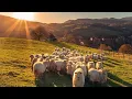Download Lagu domba,suara domba,sound sheep