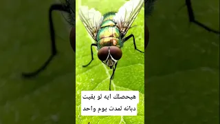 هيحصلك إيه لو بقيت ذبابة يوم واحد معلومات اكسبلور Animals Facts Wildlife معلومات غريبة 