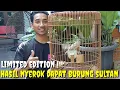 Lagu BUSYET DAH ! HASIL NYEROK KALI INI BIKIN MERINDING, SEMUANYA DI JUAL FULLSET