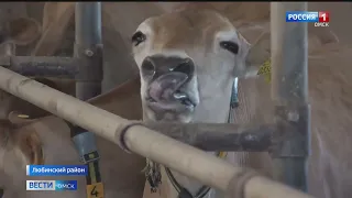 Крупные агрокомплексы появятся в северных районах области