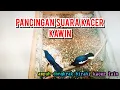 Download Lagu Suara kacer kawin dikandang ternak, Ampuh dongkrak birahi kacer jodohan baru