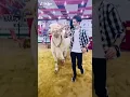 Download Lagu beautiful Cow tiktok
