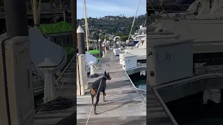 Good morning!! #fyp #dream #doberman #pets #youtube