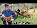 Lagu Jerry Jenkins - Tour Edgar Auza Edsem - Free Range Shape Outdoor Chicken Coop