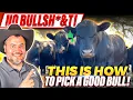 RAISING BEEF CATTLE FOR BEGINNERS - How to Select a Bull for Breeding
