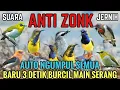 Download Lagu Suara Pikat Sogon, Kemade, Prenjak, Pleci, Trucukan Terbukti Ampuh