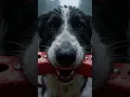 He thought the dog was stealing until he saw this