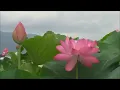 一簾幽夢  One Sweet Dream ▶ Beautiful Chinese Romantic Song