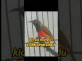 Download Lagu kolibri matahari‼kolibri matari gacor #viral #trending #kicaumania #kicau #fyp #kolibri #sogon