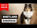 Shetland Sheepdog - Top 10 Facts Sheltie