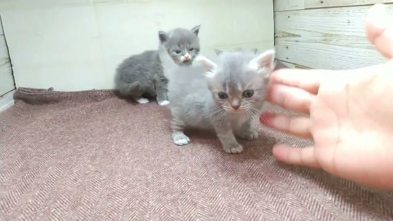 動画