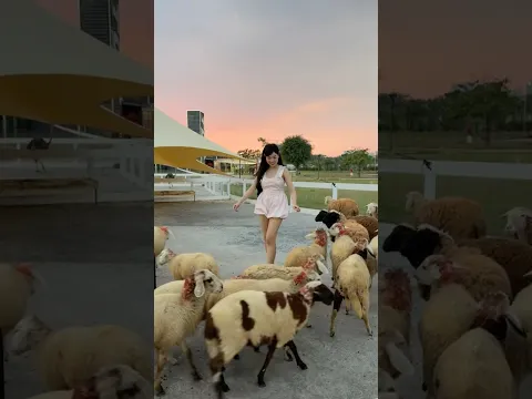 Cừu Lì Như Trâu - Mật Pet Farm Sài Gòn
