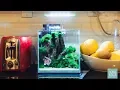 Planted Betta Fish Aquarium - 2 Gallon Tank
