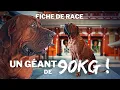 TOSA INU a GIANT weighing 90kg - BREED PROFILE