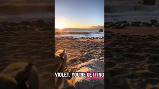 #fyp #dream #sunset #doberman #pets