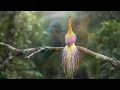 Relaxing Bird Sounds 4K | Birds Singing Heal Stress, Healing And Depression, Heal The Mind