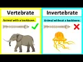 Vertebrate vs invertebrate Types of animals What s the difference