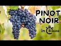 Lagu Leer alles over Pinot Noir in minder dan 5 minuten.