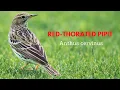 Download Lagu Red-throated pipit (Anthus cervinus) Red Throated Pipit Video - Pipit Bird - Birds Videos