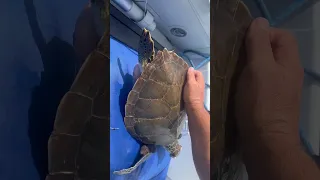 Turtle Rescue in the Bahamas 🐢 #shorts #turtle #turtlerescue