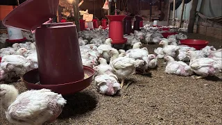 Poultry Farm Update 24 days Age Chicks 🐥 1kg Body Weight Gain