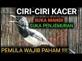 Download Lagu CIRI-CIRI BURUNG KACER SUKA PENJEMURAN ATAU PEMANDIAN | DR KACER NEW