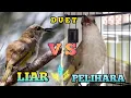Download Lagu MASTERAN BURUNG CUCAK KOMBO DUET SUARA ALAM DAN FULL ISIAN