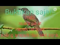 Download Lagu Mp3 suara pikat burung kapas tembak sangat ampuh.