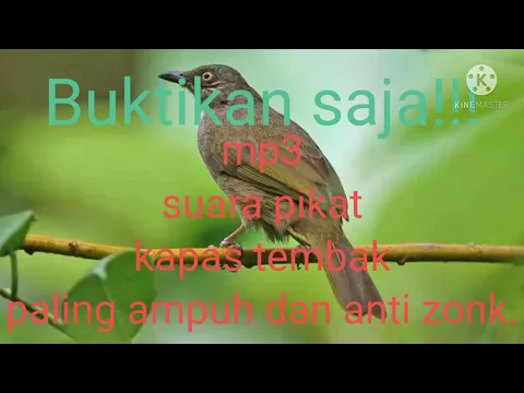 Download MP3 Mp3 suara pikat burung kapas tembak sangat ampuh.