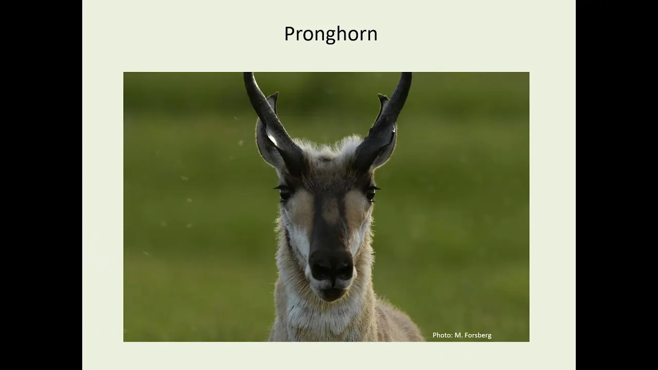 Pronghorn: A Focal Species for Grassland Connectivity