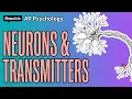 AP Psychology - Neurons Neurotransmitters