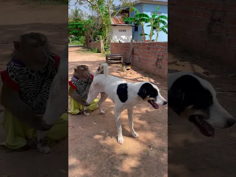 Great video Super SokYaa Very Adorable & Harmony Animals Around The World #shorts