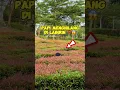 Download Lagu PAPI MENGHILANG DI LABIRIN ⁉️