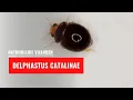 Delphastus catalinae | Natuurlijke vijand