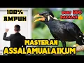 Lagu masteran parrot talking assalamualaikum